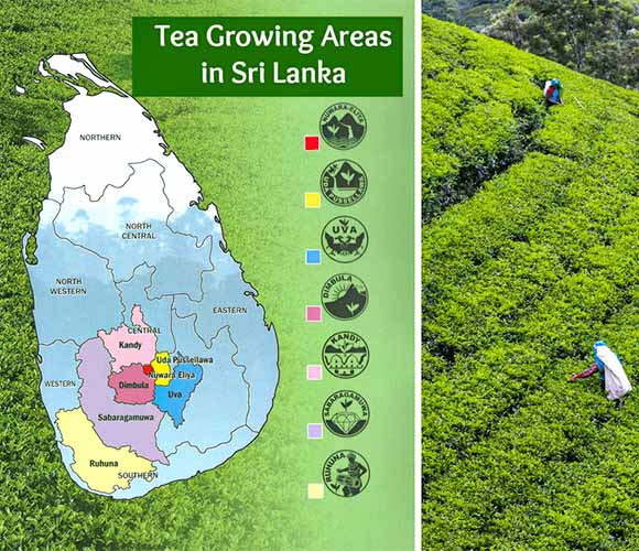 Ceylon tea growing areas Sri Lanka
